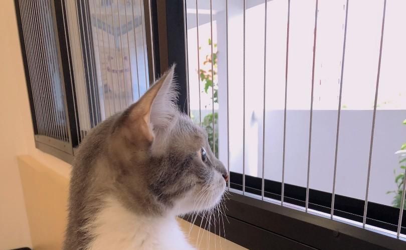 Invisible Grills for Pets Safety in Bangalore